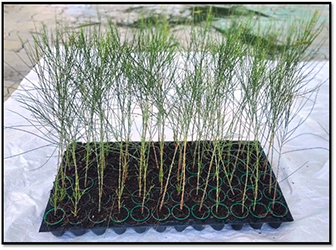 Podhigai Nursery